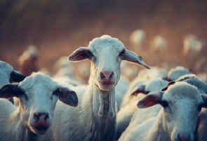 Sheep - Shepherd Bible devotional