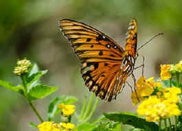 Butterfly christ Butterflies in